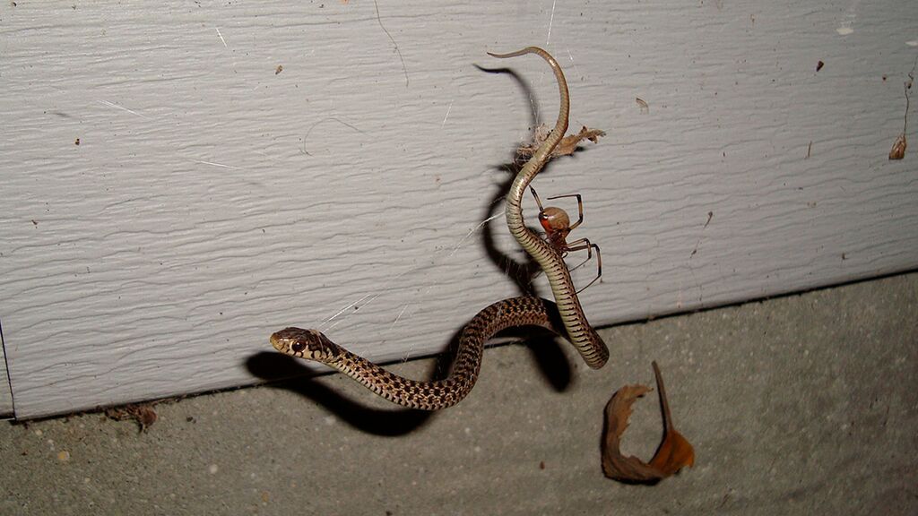 Strumpfbandnatter_1200x642