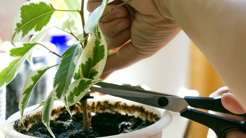 Aún así, será muy importante hidratar bien la planta.