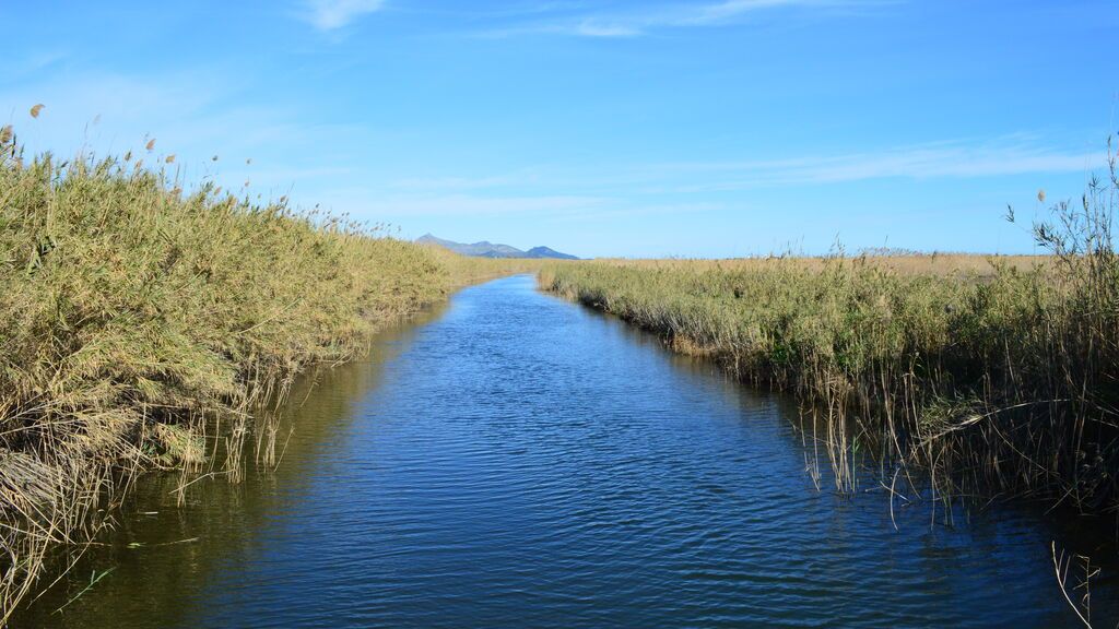 Canal del Parc Natural de s'Albufera de Mallorca