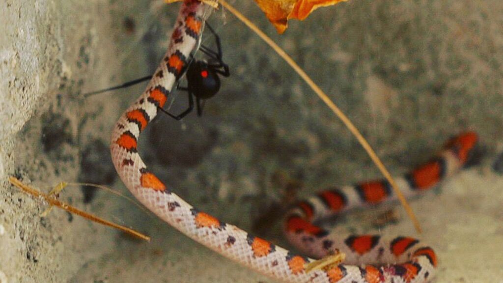 Scharlachnatter2_1000x500