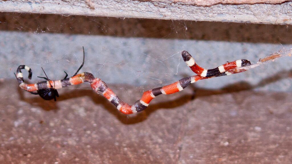 Korallenschlange_1200x642 (1)