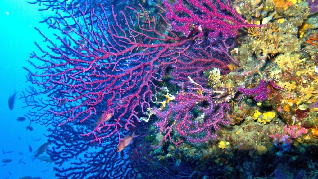 Científicos utilizan sonidos para revitalizar arrecifes dañados