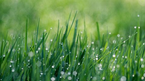 Cómo mantener limpio el césped artificial - Uppers