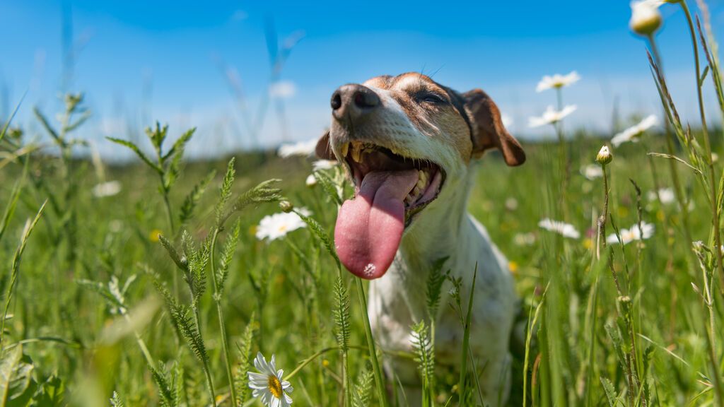 Las temperaturas aumentan en toda España: ¿se avecina la primera ola de calor del verano?