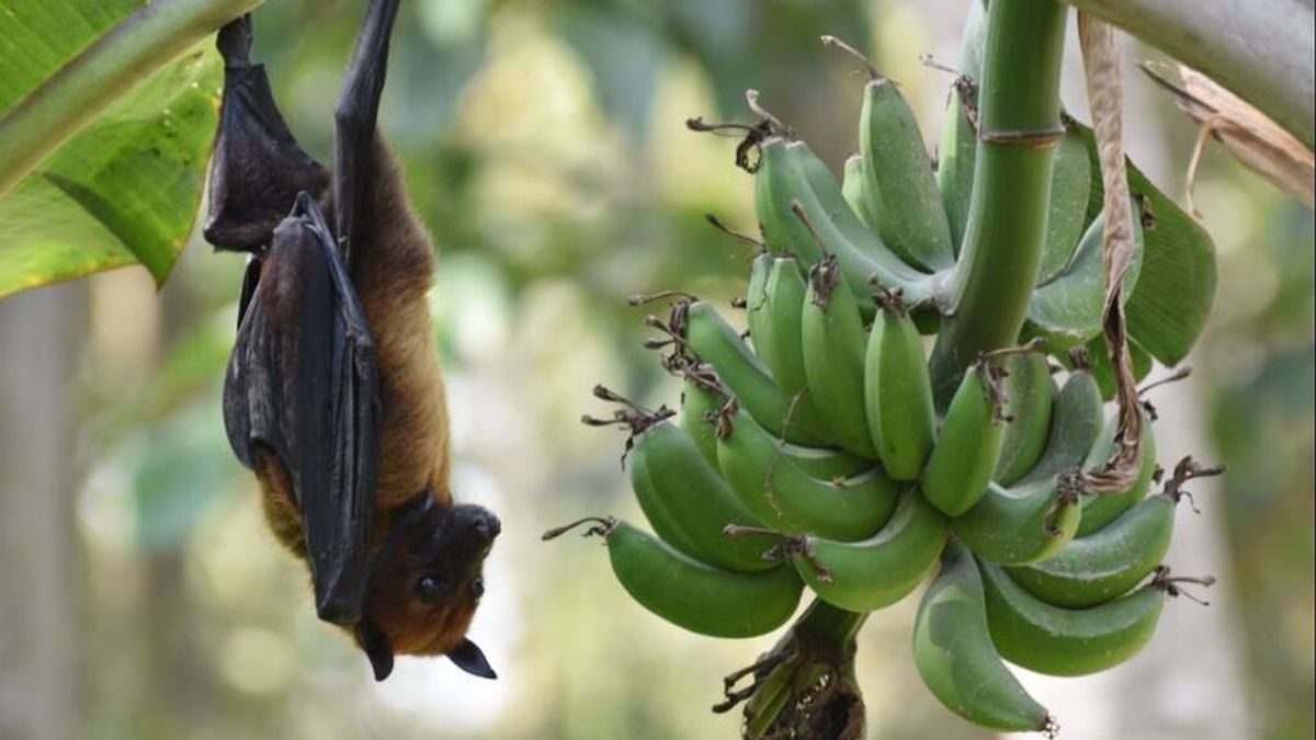 El virus Nipah:  cuántas variedades de murciélagos lo transmiten y por qué es tan letal