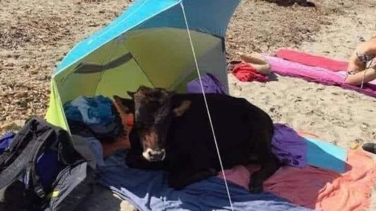 Una vaca retinta se tumba bajo una sombrilla de un bañista en la playa de Bolonia Una vaca retinta se tumba bajo una sombrilla de un bañista en la playa de Bolonia