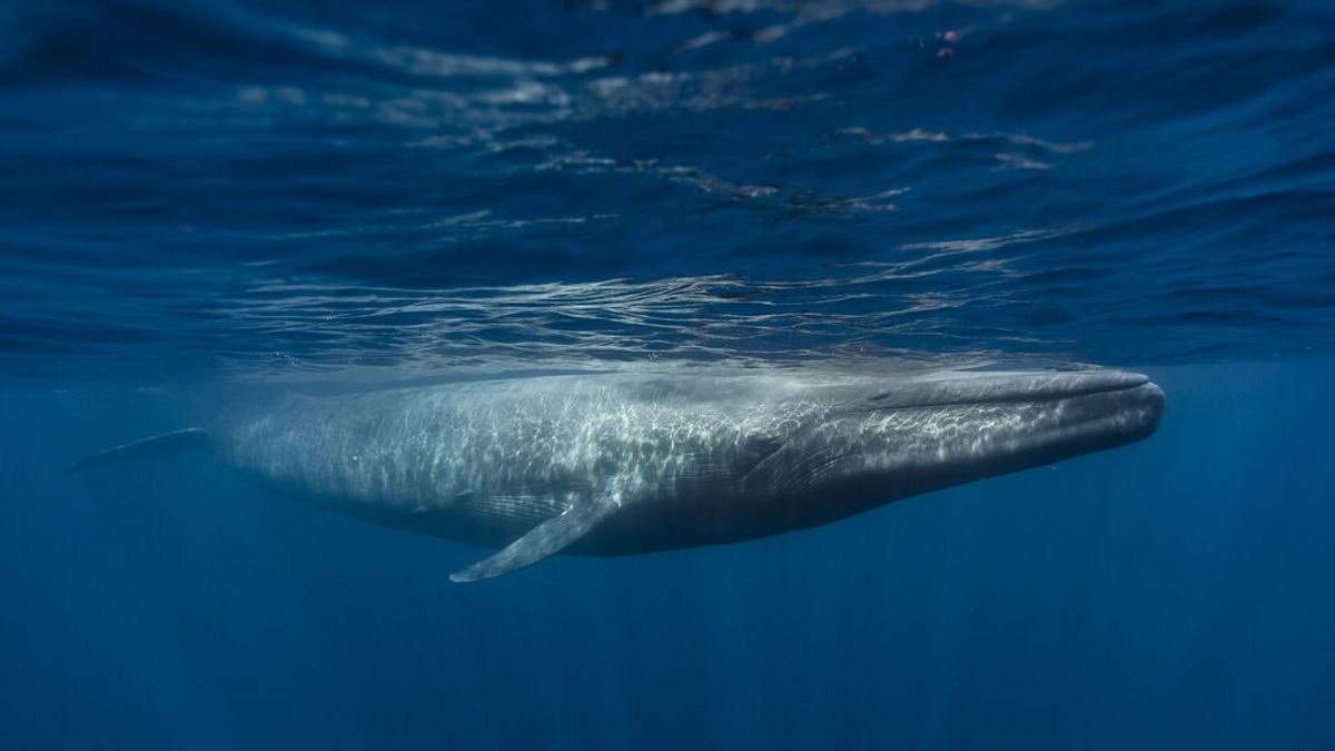 ¿Cómo son las ballenas rorcuales avistadas frente al Cabo de Palos, en Cartagena?