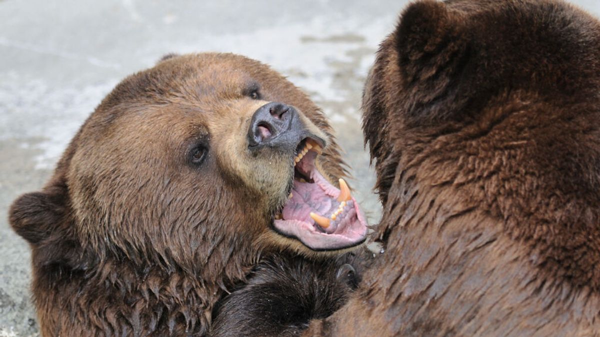 Un hombre se reúne con su perro perdido dos semanas después de ser atacado por un oso