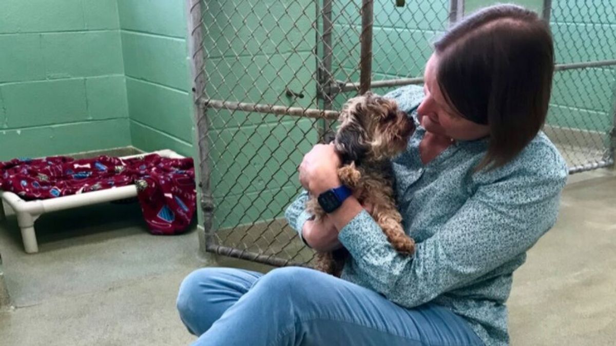 Sargento Pepper, el perro que logró reencontrarse con su dueña tras 7 años gracias al aviso de un refugio