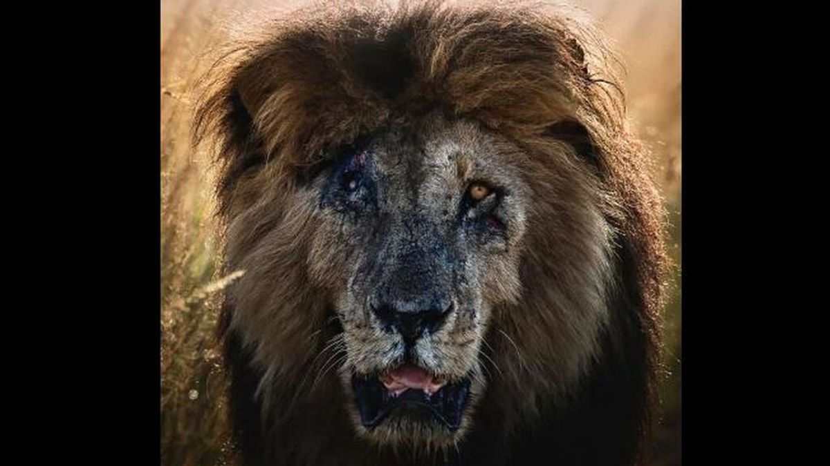 Muere Scarface, el león más famoso del mundo, a los 14 años por causas naturales