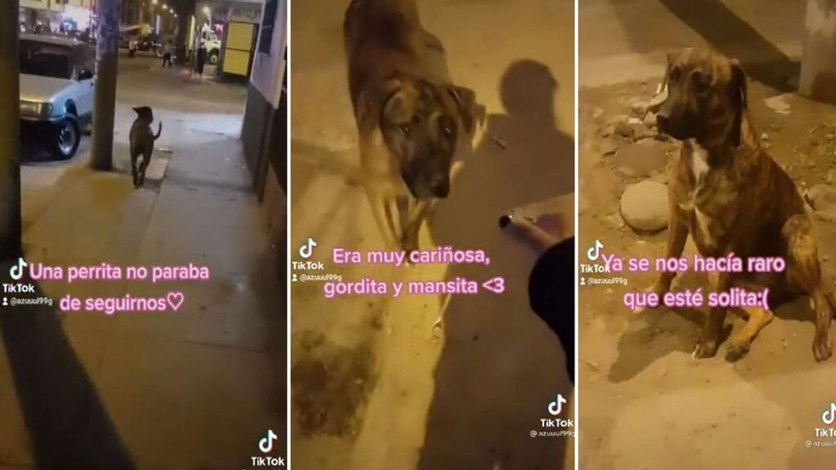 Una joven se encariña con una perrita en la calle y descubre que su familia la estaba buscando
