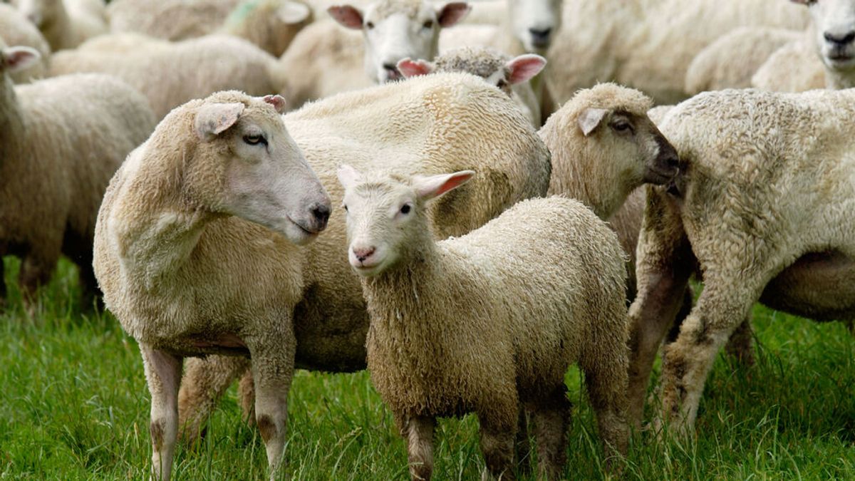 Condenan a un granjero de Nueva Zelanda por provocar el sacrificio de 226 ovejas Condenan a un granjero de Nueva Zelanda por provocar el sacrificio de 226 ovejas