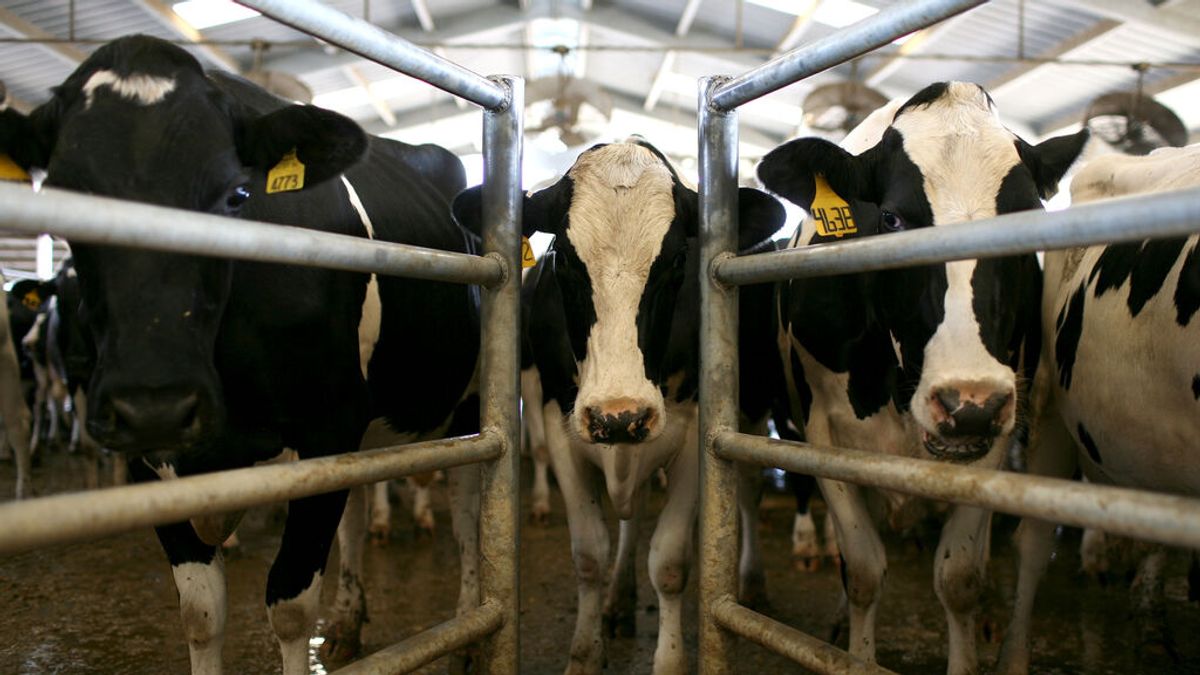 Ganaderos y productores se revuelven contra Garzón por pedir que se reduzca el consumo de carne Ganaderos y productores se revuelven contra Garzón por pedir que se reduzca el consumo de carne