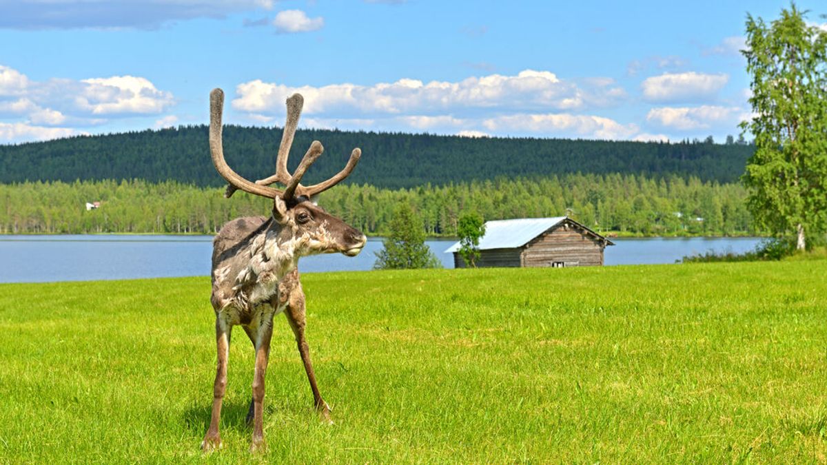 Día más caluroso en Laponia: se registran nuevos récords de temperatura en los países nórdicos