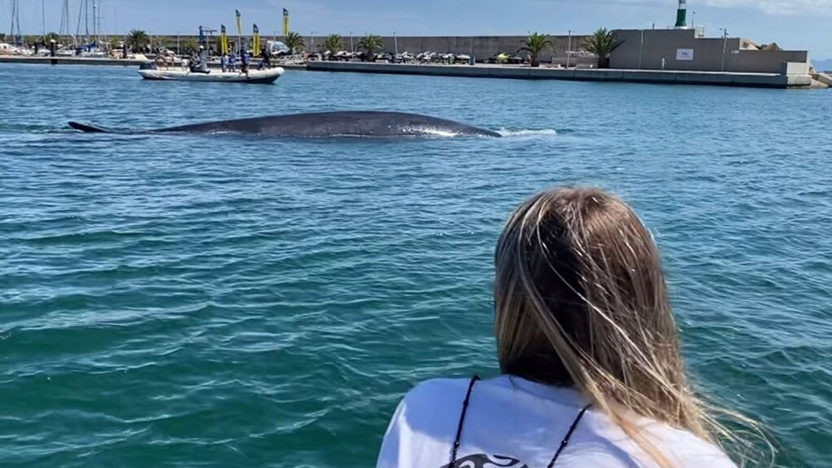 Sacan a mar abierto una ballena de 18 metros desde el Náutico de Valencia