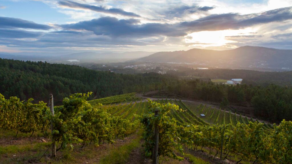 Viñedo Caíño Blanco