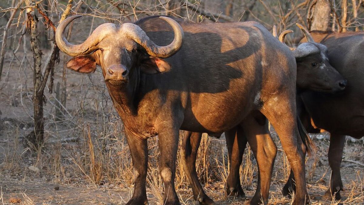 Unos búfalos borrachos destapan una producción ilegal de alcohol
