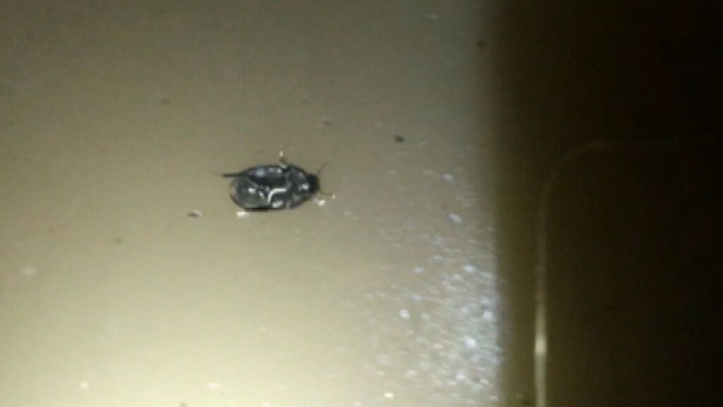 El desconcertante paseo de un escarabajo caminando en el agua del revés