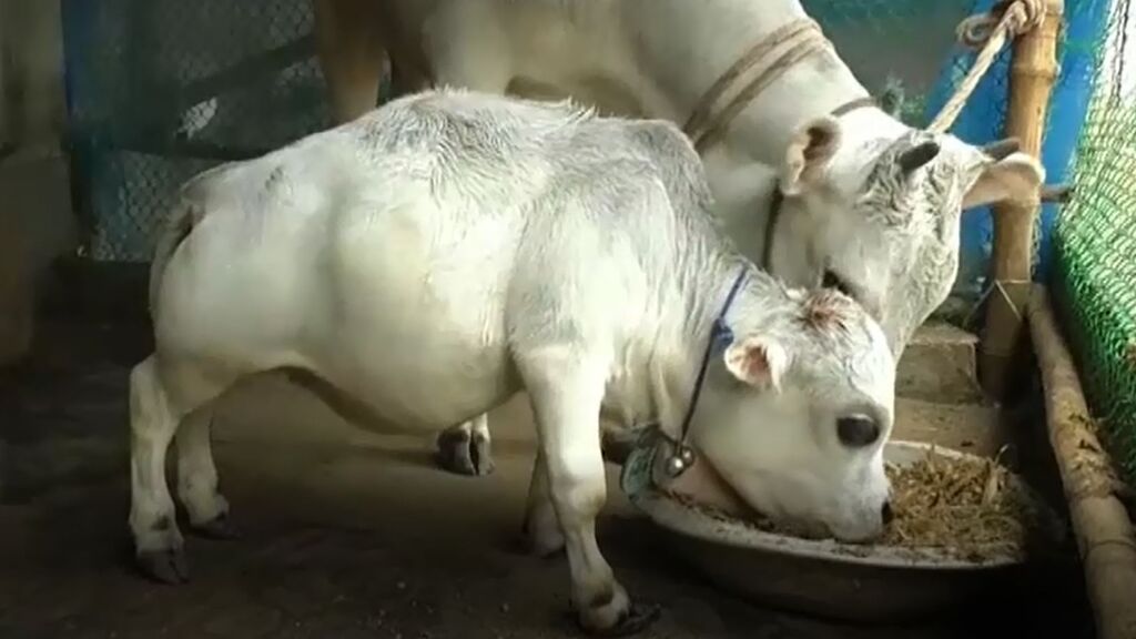 Cientos de personas ignoran las restricciones por covid en Bangladesh para ver a una vaca enana