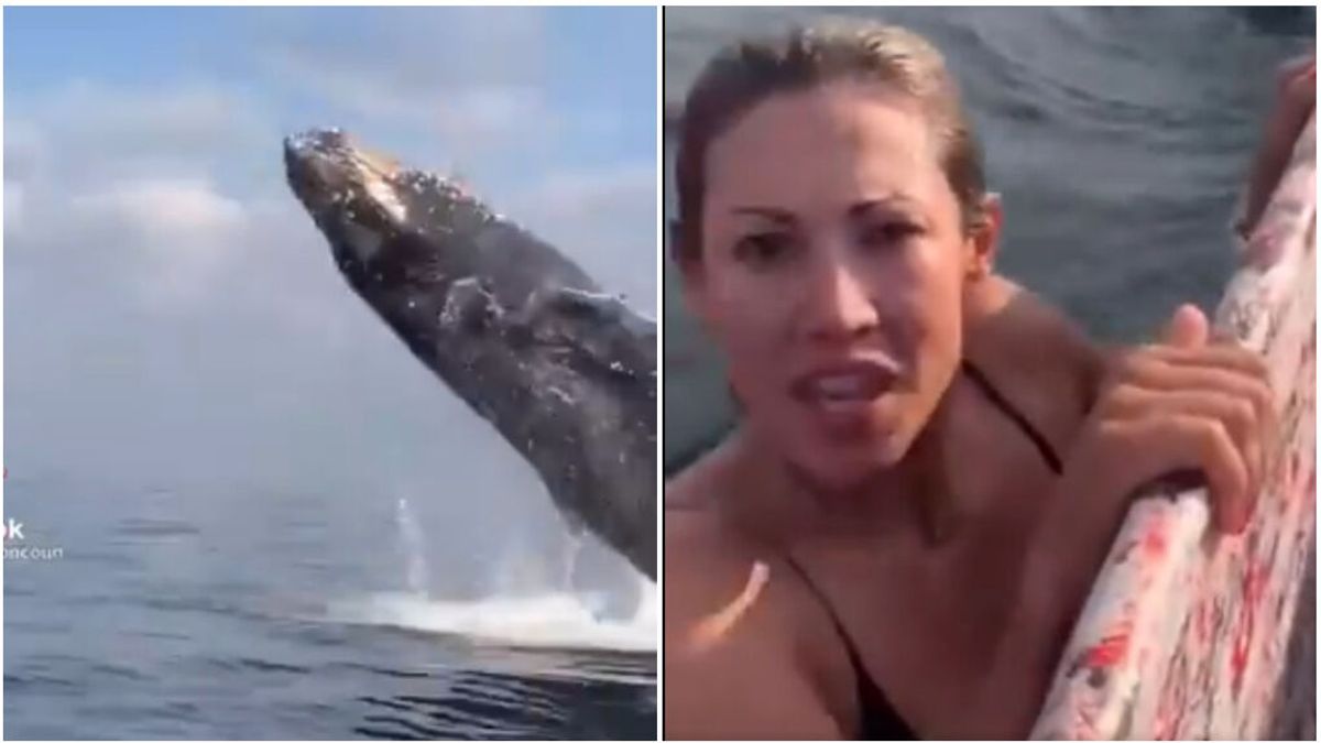 Una piragüista se da el susto de su vida: Una ballena aparece de la nada a escasos metros de ella