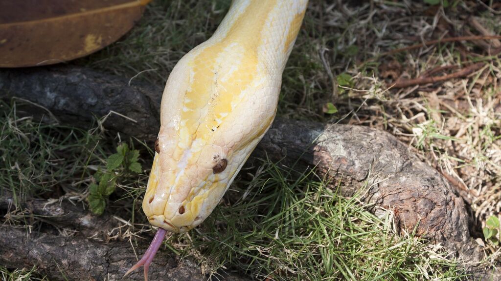 Una serpiente pitón muerde en los genitales a un hombre que estaba sentado en el inodoro
