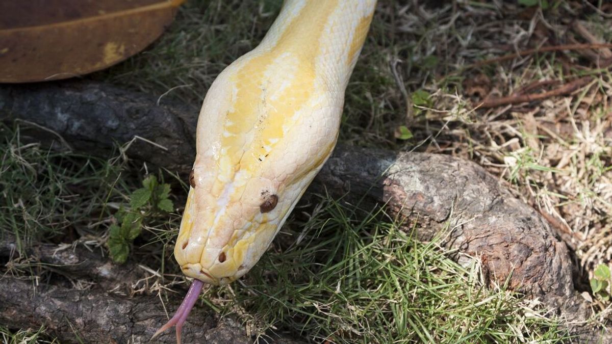 Una serpiente pitón muerde en los genitales a un hombre que estaba sentado en el inodoro