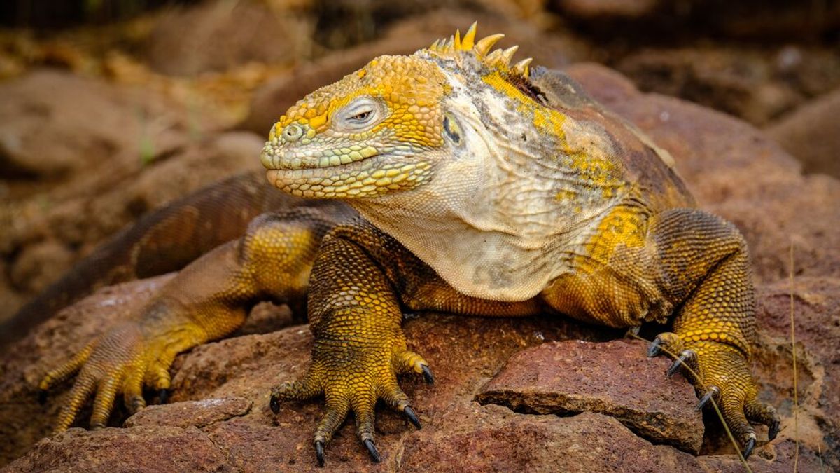 ¿Por qué los humanos y los perros no soportamos el calor como una iguana? ¿Por qué los humanos y los perros no soportamos el calor como una iguana?