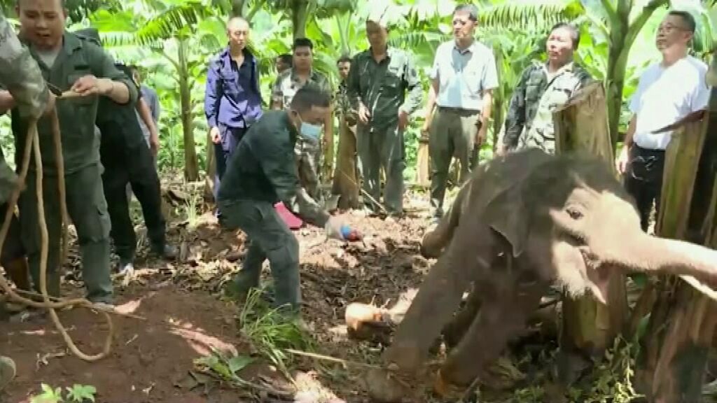 Rescatan a una cría de elefante herida y abandonada en una plantación de té de China