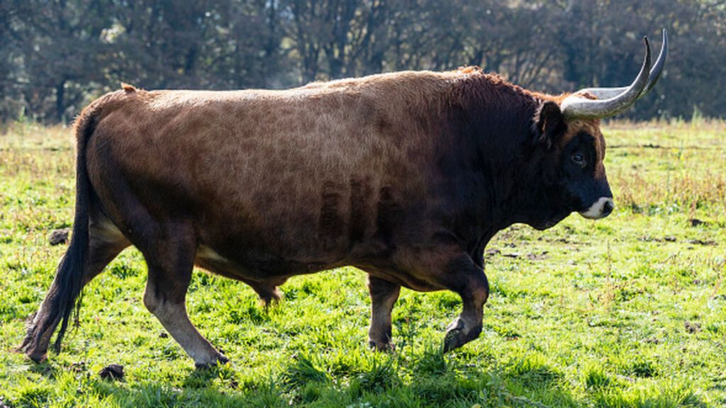 Bruselas lanza la transición ecológica