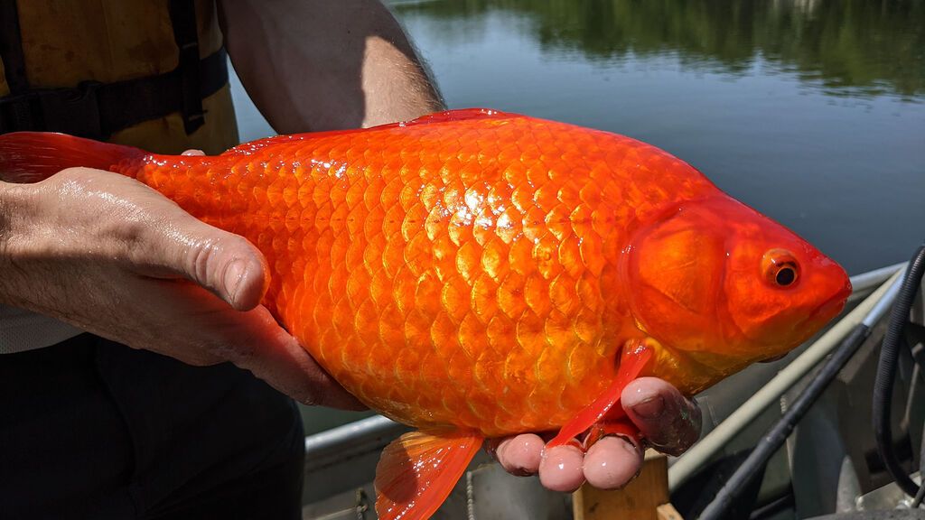 Enormes peces de colores están invadiendo los lagos de Minnesota: ¿de dónde han salido?