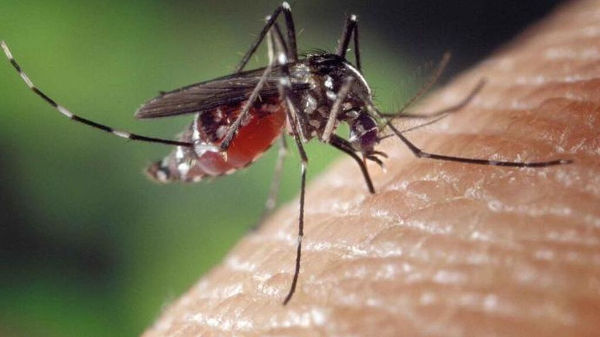 Sanidad ofrece un listado de los repelentes efectivos contra los mosquitos
