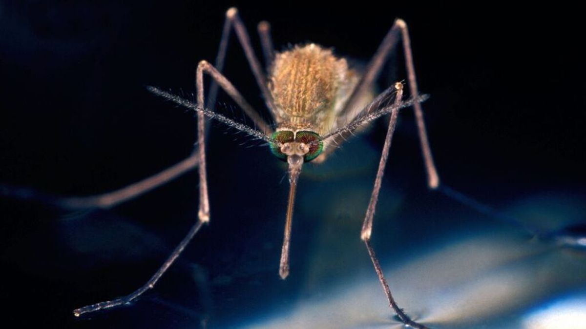 Qué es el mosquito del virus del Nilo y que síntomas provoca