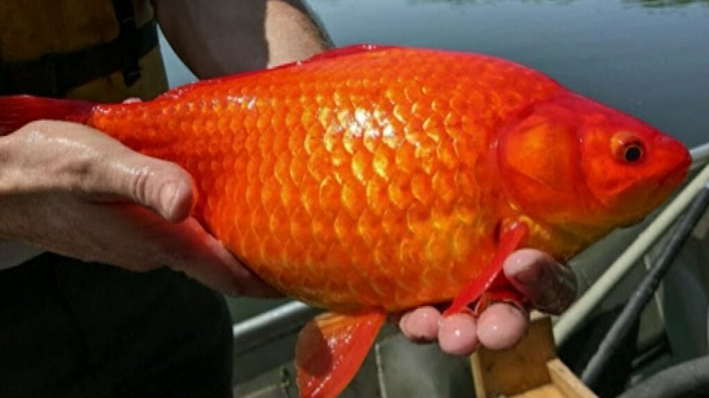 Peces de acuario gigantes: en Minnesota se va de las manos la suelta a estanques públicos