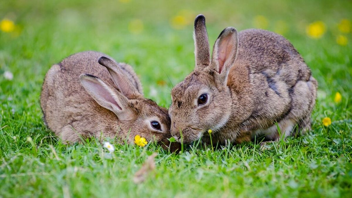 Más de 400 conejos se apoderan de un barrio de Auckland por la reproducción sin control de 4 mascotas Más de 400 conejos se apoderan de un barrio de Auckland por la reproducción sin control de 4 mascotas