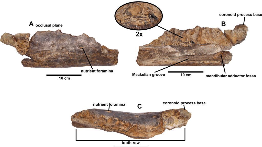 journal.pone.0253599.g002 Dentario derecho de Portellsaurus sosbaynati