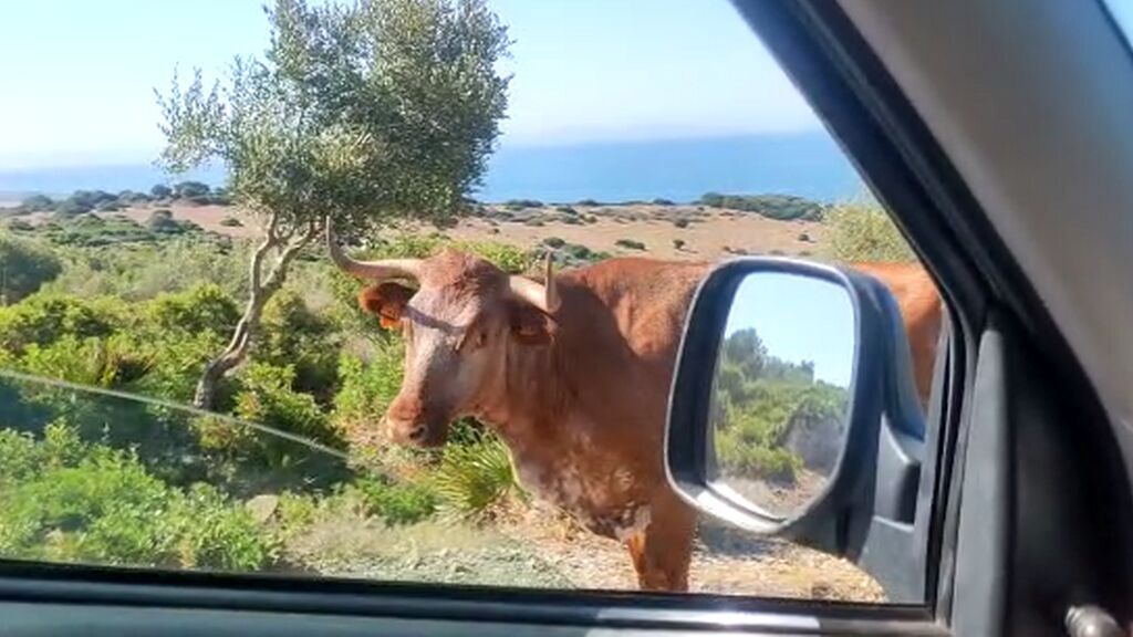 La vaca gaditana que se ha hecho viral por indicar dónde está la playa de Bolonia