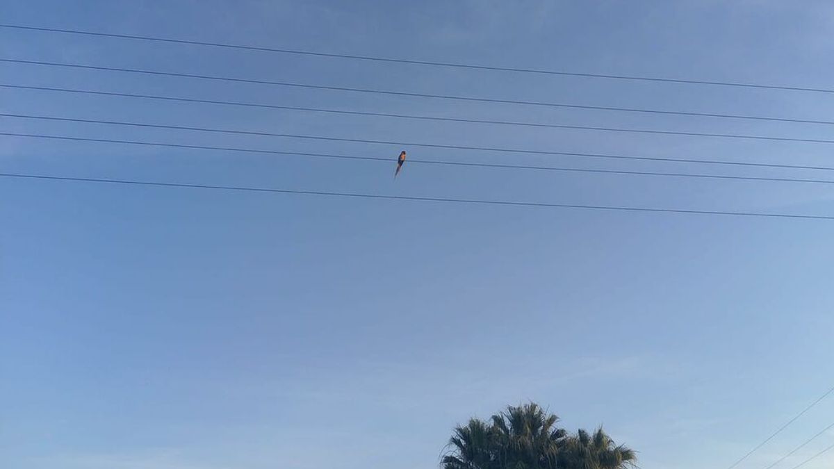 Encuentran al guacamayo 'Paco' robado en Utrera encima de un cable de alta tensión y no hay quien lo baje Encuentran al guacamayo 'Paco' robado en Utrera encima de un cable de alta tensión y no hay quien lo baje