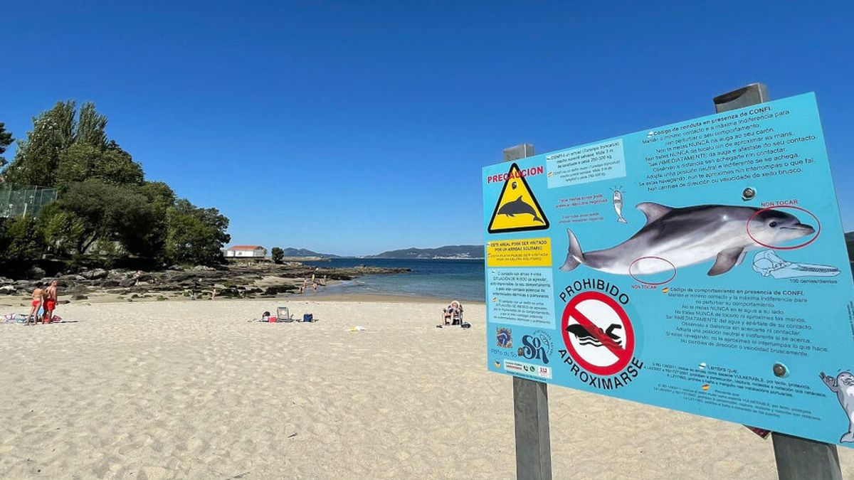 Advertencia a los bañistas de varias playas gallegas: prohibido tocar al delfín Manoliño Advertencia a los bañistas de varias playas gallegas: prohibido tocar al delfín Manoliño