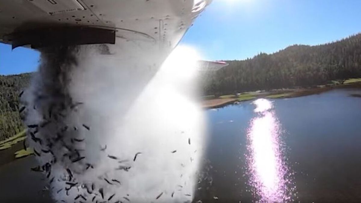 'Bombardeo' de peces en Utah: ¿por qué los están lanzando desde avionetas?