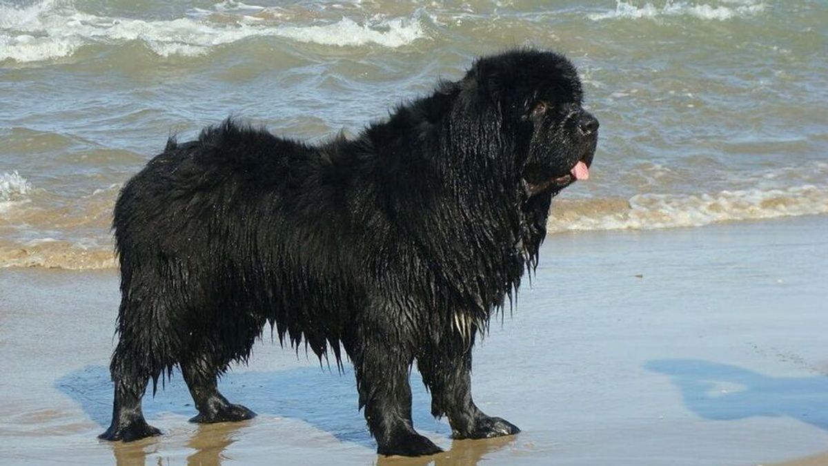 Increpan a un niño con autismo por ir con su perra de apoyo a una playa de Torrevieja