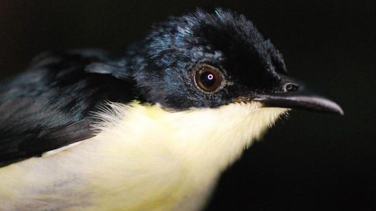 "Todo son machos, ni rastro de las hembras": hallan un misterioso pájaro en las montañas de Nueva Guinea