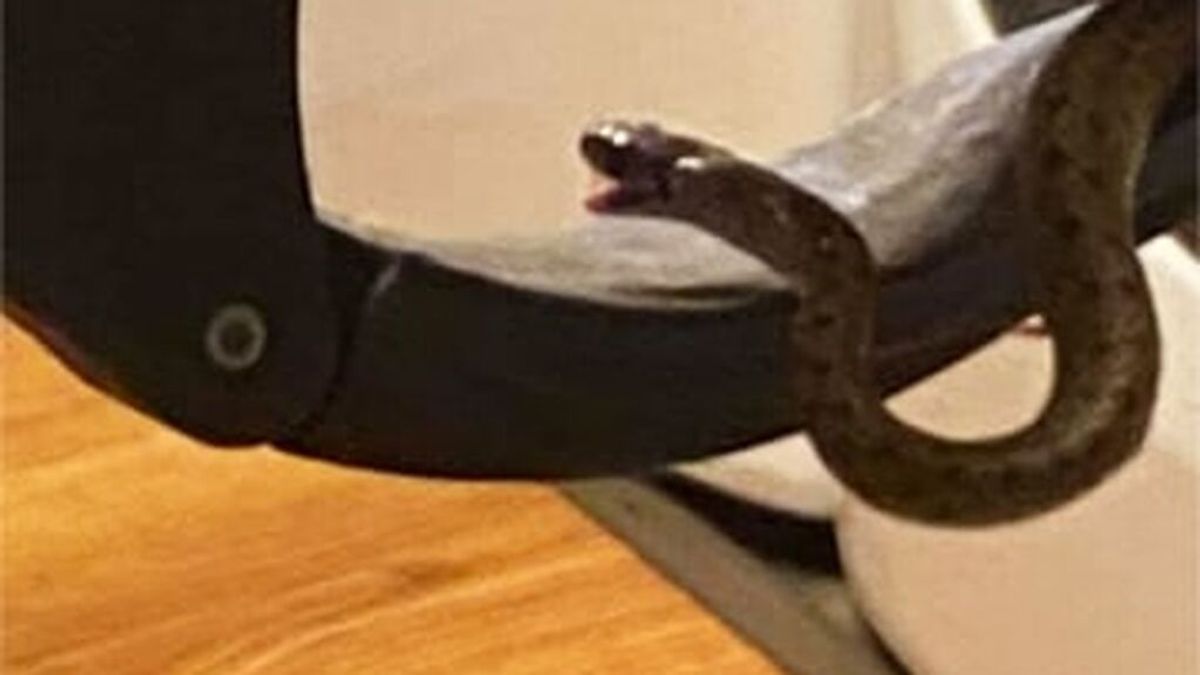 Una pareja de Georgia descubre una serpiente con 17 crías debajo de su cama