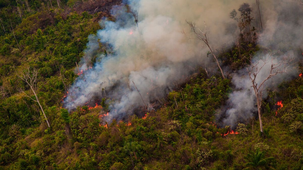 La selva del Amazonas contamina: emite más dióxido de carbono del que absorbe La selva del Amazonas contamina: emite más dióxido de carbono del que absorbe