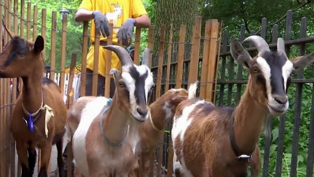 Nuevo método para eliminar la maleza de los parques de Nueva York: soltar cabras hambrientas