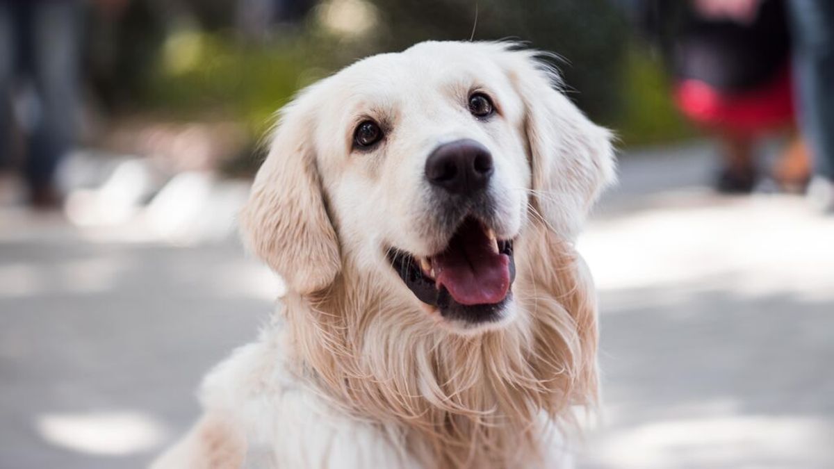 Día Mundial del Perro: qué puedes hacer para celebrarlo Día Mundial del Perro: qué puedes hacer para celebrarlo