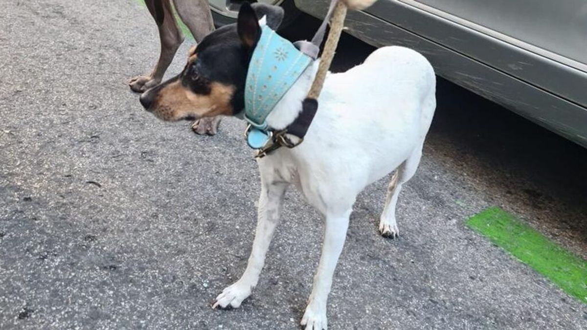 Encierra a tres perros en su coche para ir al teatro: "había conseguido unas entradas que no podía desperdiciar" Encierra a tres perros en su coche para ir al teatro: "había conseguido unas entradas que no podía desperdiciar"