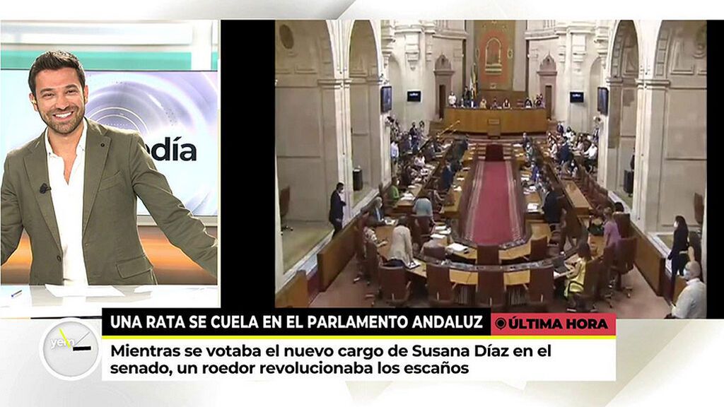 Pánico en el parlamento andaluz: una rata se cuela en la sala y los diputados se suben a los escaños