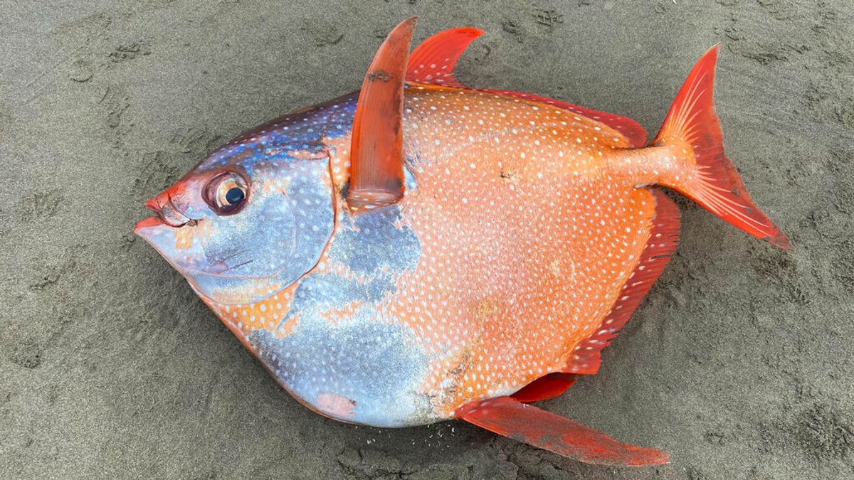 Un enorme pez de 45 kilos aparece misteriosamente en la costa de EEUU e intriga a las autoridades