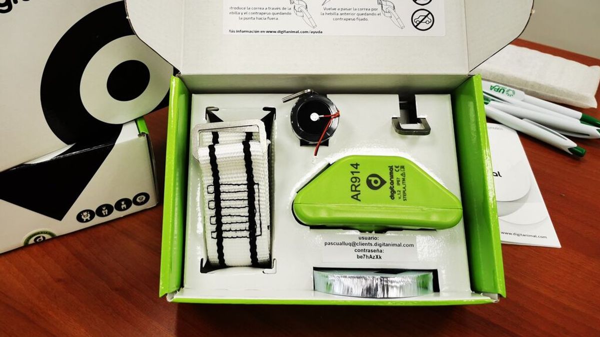 Un collar con GPS que alerta a los ganaderos sobre pérdidas o robos de ganado Un collar con GPS que alerta a los ganaderos sobre pérdidas o robos de ganado