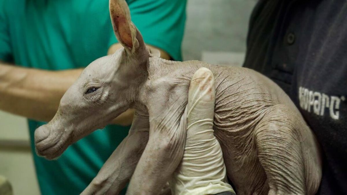 Nuevo nacimiento de un oricteropo, uno de los animales más “extraños” de Bioparc Valencia Nuevo nacimiento de un oricteropo, uno de los animales más “extraños” de Bioparc Valencia